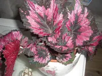 CIMG7548.webp