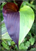 comp_DSC04550.webp