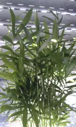 IMAG0391.webp