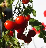 letzte Tomatenernte2_kleiner.webp