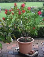Zylinderputzer 3te Blüte_kleiner.webp