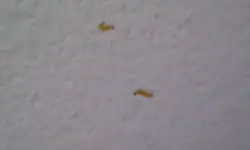 IMAG0385.webp
