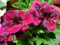 005.webp