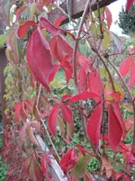 IMG_7135.webp