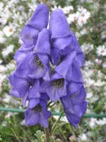 IMG_7146.webp