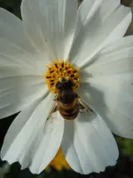 003.webp