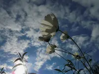 044.webp