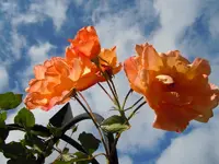 050.webp
