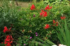 Rotblume.webp