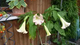 K800_7.Okt.2011 058.webp