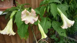 K800_7.Okt.2011 059.webp
