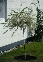 Salix Hakuro_klein.webp
