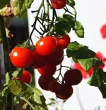 letzte Tomatenernte2_mini.webp