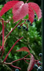unbekannter_busch.webp