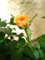IMG_2344.webp