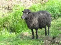 Bild 1196.webp