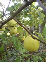 20111010_0275.webp