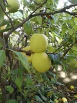 20111010_0276.webp