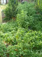 Walderdbeeren.webp
