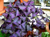 IMG_2348.webp