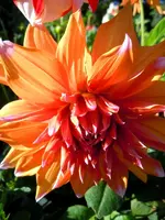 Dahlien049.webp