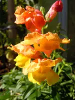 Löwenmäulchen040.webp