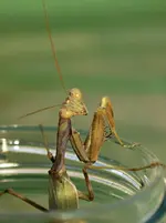 DSC_2815 Gottesanbeterin.webp