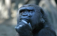 Affe.webp