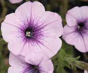DSC02684(1).webp