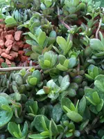 blume1 014.webp