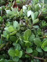 blume1 018.webp