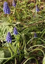 traubenhyazinthe.webp