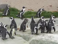 CIMG0973.webp