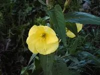 PICT6310.webp