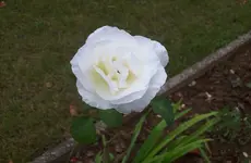 Rose.webp