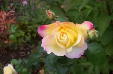 Rose 1.webp