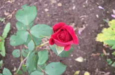 Rose 2.webp