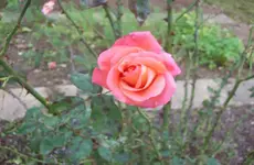 Rose 3.webp