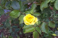 Rose 4.webp