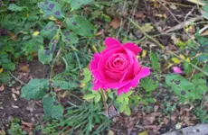 Rose 6.webp