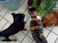 Tiere-06-10-2011-156.webp
