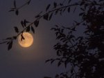 Vollmond-11-10-2011-130.JPG