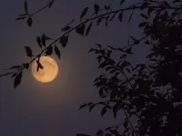 Vollmond-11-10-2011-130.webp