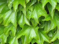 Bild 724.webp