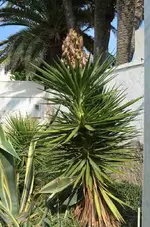 k-DSC_2636 Yucca.webp