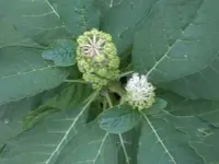 Herbst 2011 015.webp