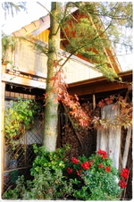 Morgensonne und Herbstlaub.webp