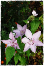 Die letzten Blüten!.webp