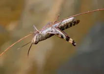 DSC_3362 Heupferd.webp