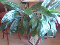 DSC00493.webp
